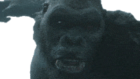 Gif animé King Kong film